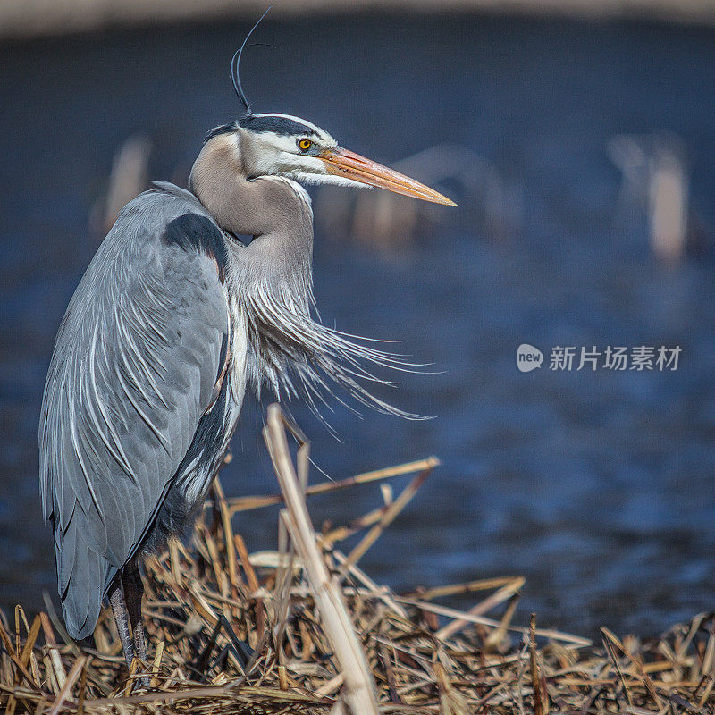 Le Grand Héron (Ardea herodias)。大蓝鹭。